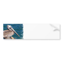 Resting Pelican Bumper Sticker