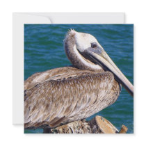 Resting Pelican Invitation