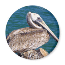 Resting Pelican Magnet