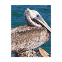 Resting Pelican Postcard