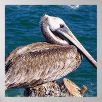 Resting Pelican Poster