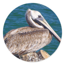Resting Pelican Stickers