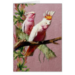Resting Pink Cockatoos - Customise cards