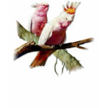 Resting Pink Cockatoos t-shirts