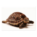 Resting Tortoise business cards