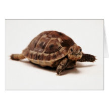 Resting Tortoise Cards