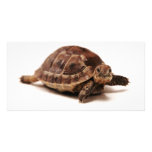 Resting Tortoise photo cards