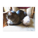 resting with you postcards