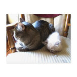 resting with you postcards