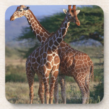 Reticulated Giraffe 2 Drink Coaster