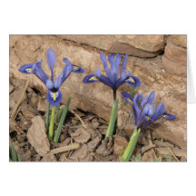 Reticulated Iris Card