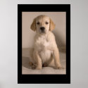 Retriever Puppy posters