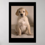 Retriever Puppy posters