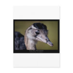 Rhea americana - Greater Rhea 01 Post Cards
