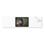 Rhea americana - Greater Rhea 02 Bumper Sticker