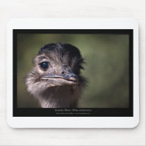 Rhea americana - Greater Rhea 02 Mouse Pad