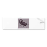 Rhino Beetle, Scarabeus Chorinaeus Bumper Stickers