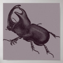 Rhino Beetle, Scarabeus Chorinaeus Print