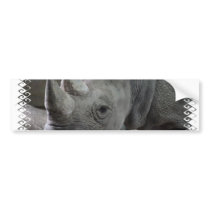 Rhino Facts Bumper Sticker