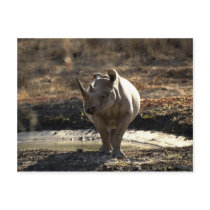 Rhino, front view post card