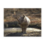 Rhino, front view post card