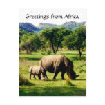 rhino greetings post cards