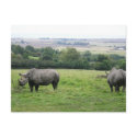 rhino postcards