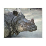Rhino Post Cards