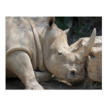 Rhino postcard postcards