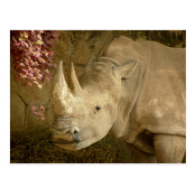 Rhino Postcards