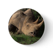 Rhino Resting