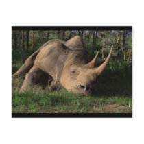 Rhino Resting