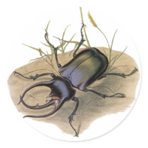 Rhinoceros Beetle Sticker