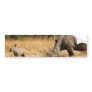 Rhinoceros Family Bumper Sticker