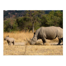 Rhinoceros Family Postcard