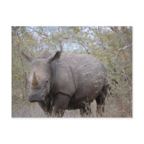 Rhinoceros in Kruger Postcards