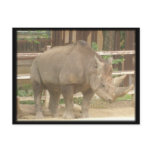 Rhinoceros Postcards