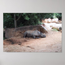 Rhinocers Sleeping Under Shade Poster