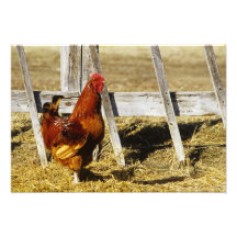 Rhode Island Red Rooster Photo
