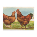 Rhode Island Reds Post Card