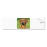 Rhodesian Ridgeback bumper stickers