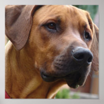 Rhodesian Ridgeback Dog Print