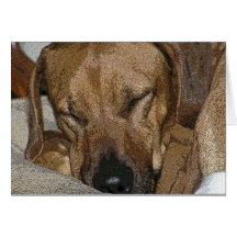 Rhodesian Ridgeback Greeting Card