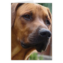 Rhodesian Ridgeback Greeting Card