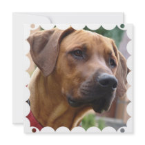 Rhodesian Ridgeback Invitation