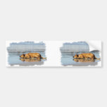 Rhodesian Ridgeback - Is the Water Cold? Bumper Sticker