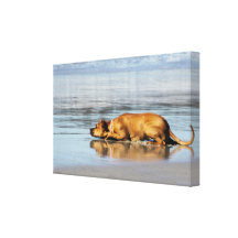 Rhodesian Ridgeback - Is the Water Cold? Canvas Prints