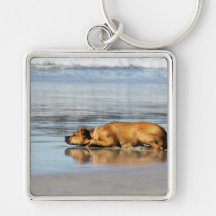 Rhodesian Ridgeback - Is the Water Cold? Key Chain