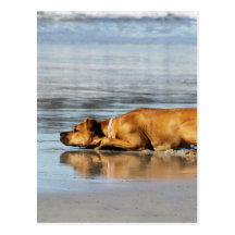 Rhodesian Ridgeback - Is the Water Cold? Post Card
