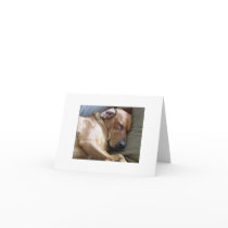Rhodesian Ridgeback Labrador Dog Mix Greeting Card